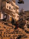 Cows, pigeons, and people, all welcome along the ghat steps.